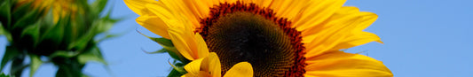 Sunflower: Tips for Growing Tall Sunflowers