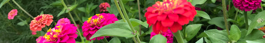 Zinnia: Sow and Grow Guide