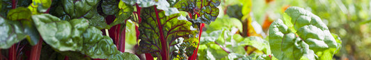 Edibles for Partial Shade