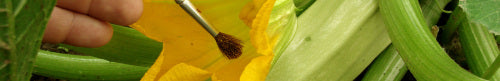 Hand Pollination for Squash, Cucumber, Melon, and Watermelon