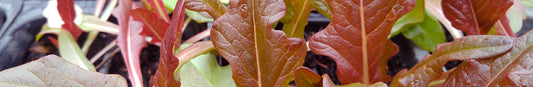 Heat Tolerant Lettuces and Other Greens