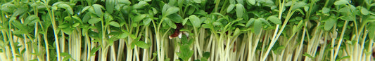 Microgreens and Baby Greens: Sow and Grow Guide