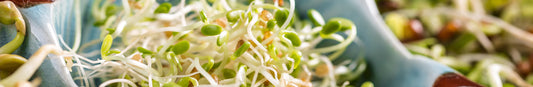 Microgreens and Sprouts: What is the Difference?