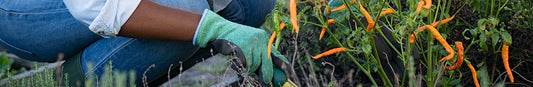 Harvesting Peppers