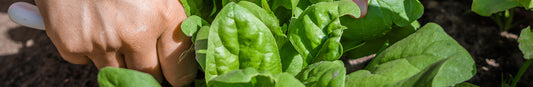 Spinach: Sow and Grow