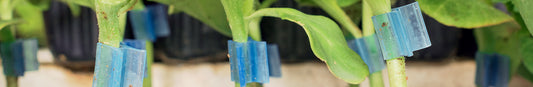 Tomatoes: Grafting Guide
