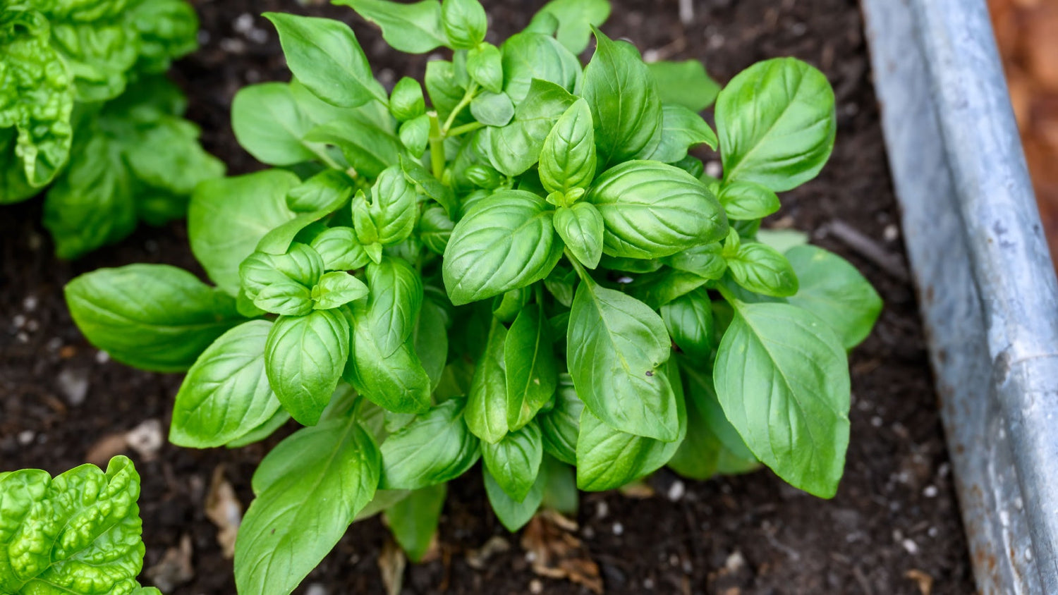 Basil