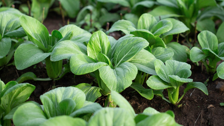 Bok Choy Grown From Seed