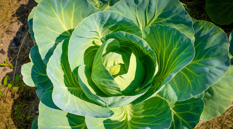 Cabbage