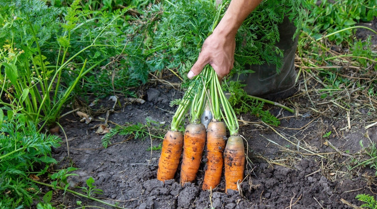 Carrots Grown From Seed in Garden