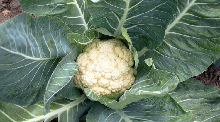 Cauliflower Grown From Seed