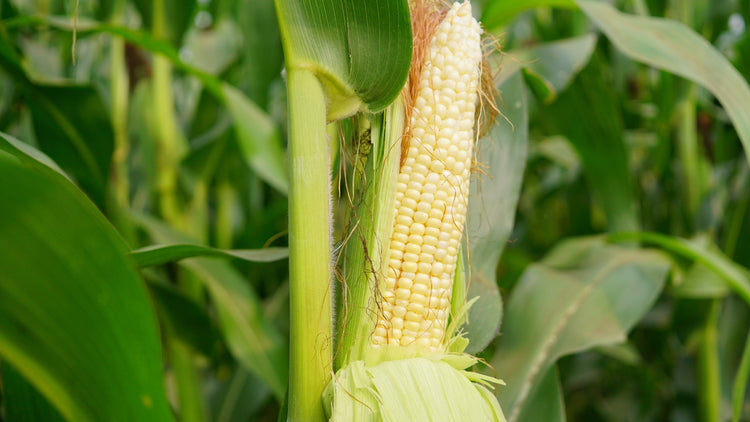Corn Grown From Seed