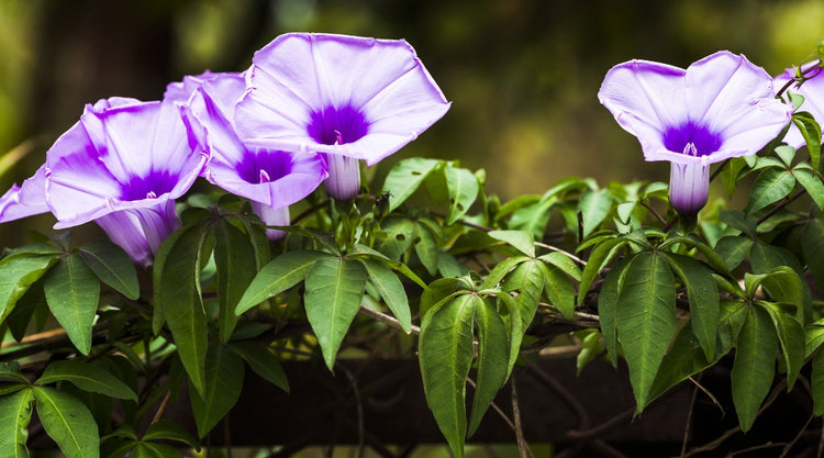 Flowering Vines Growing From Seed in Garden