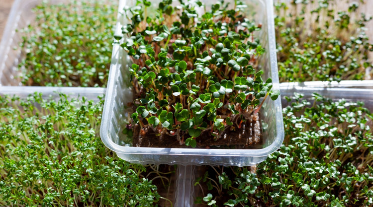 Microgreens Grown From Seed