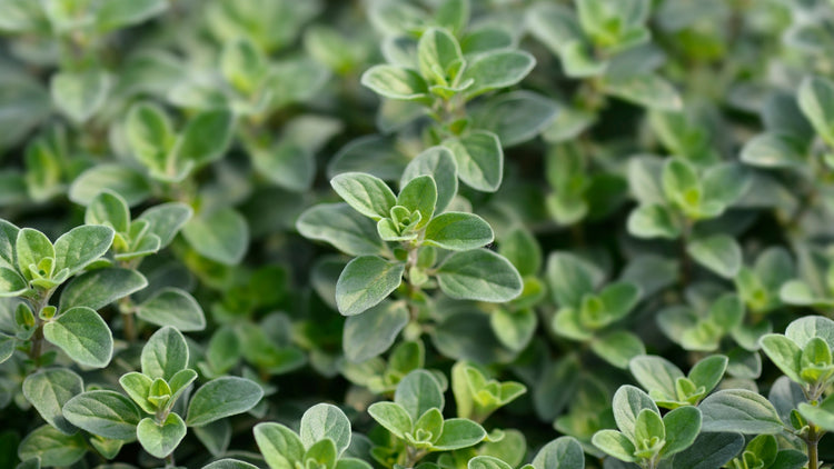 Marjoram Seeds Growing in Garden