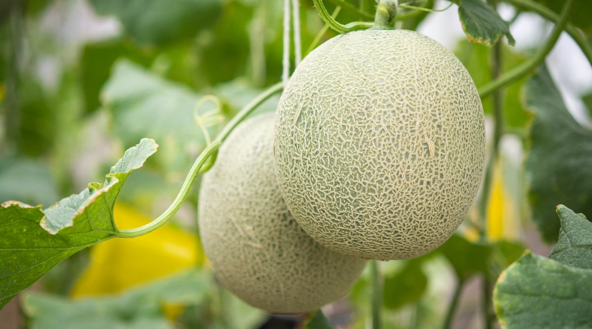 Melons Grown From Seed in Garden