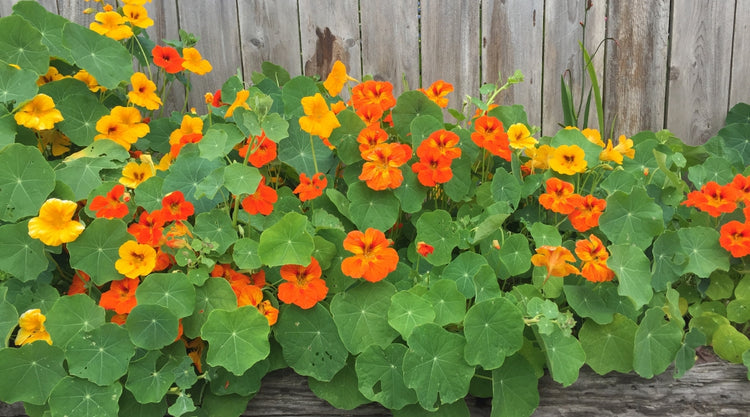 Nasturtiums