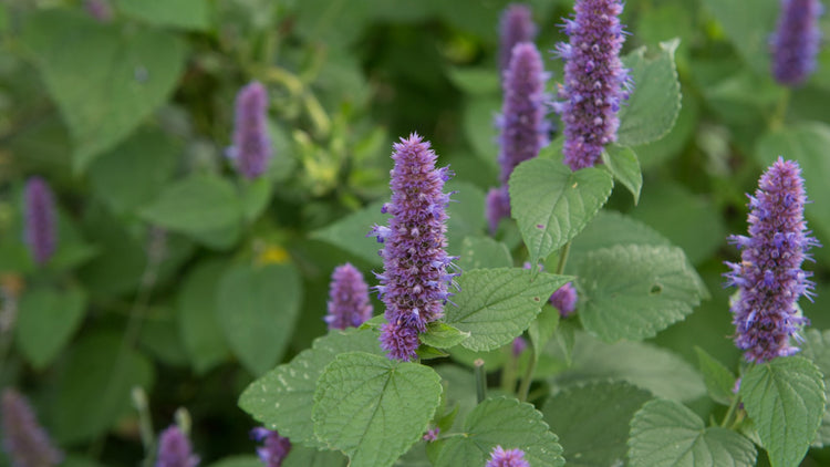 Perennial Flower Grown From Seed