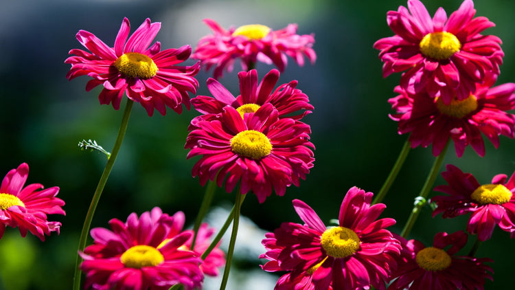 Perennial Flowers Blooming in Maryland