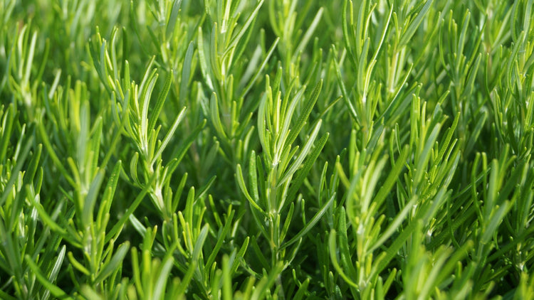 Rosemary Seeds in Garden