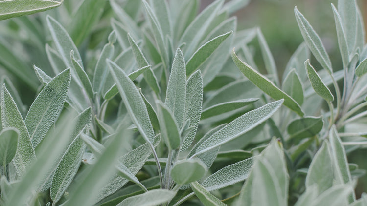 Sage Seeds Grown in Garden
