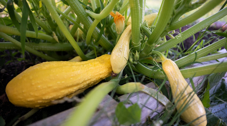 Squash Summer