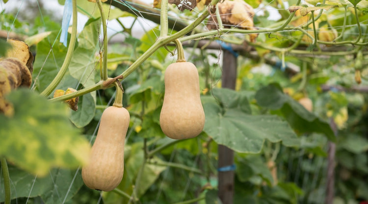 Winter Squash Grown From Seed