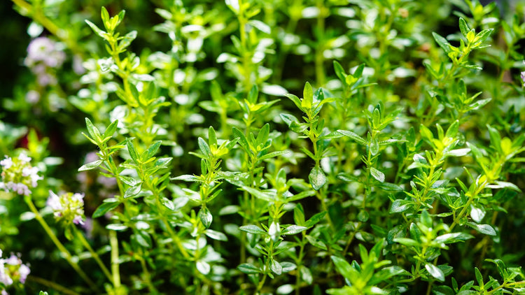 Savory Seeds Growing in Garden