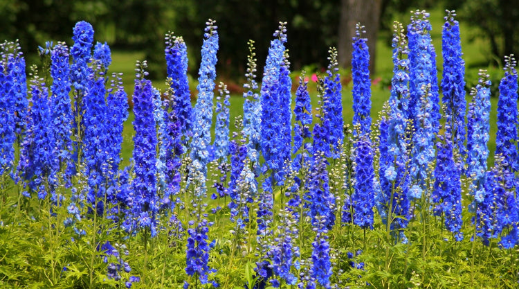 Delphinium Flowers Grown from Seed in Garden