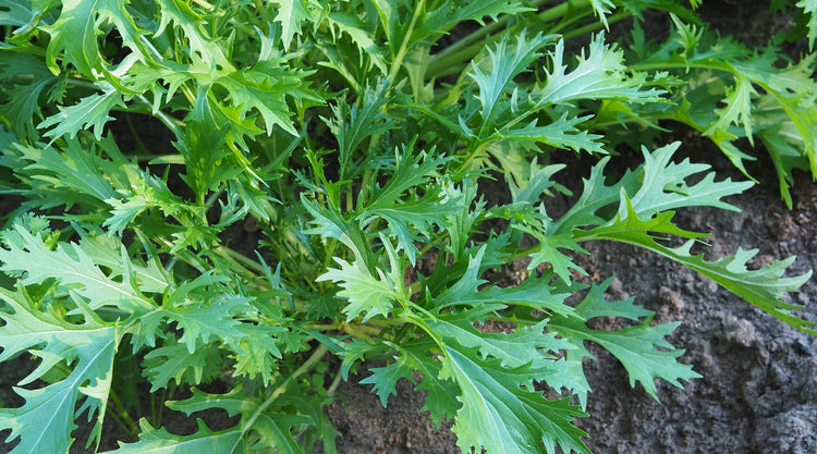 Mustard Grown From Seed in Garden