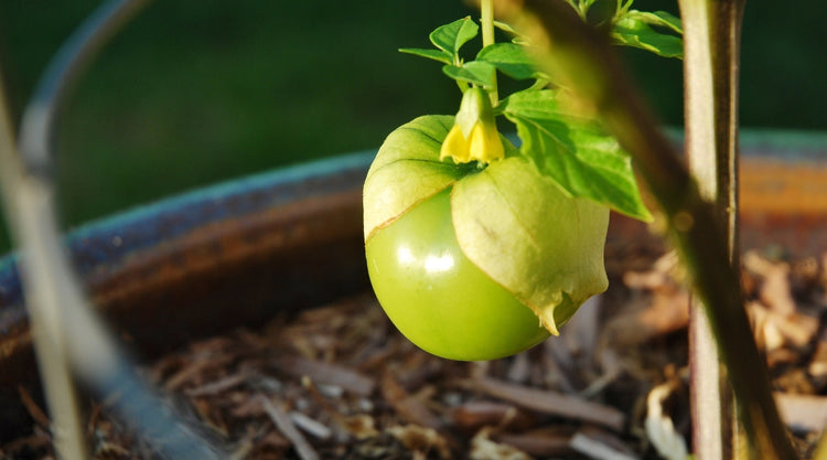 Tomatillo Seeds Growing in Garden