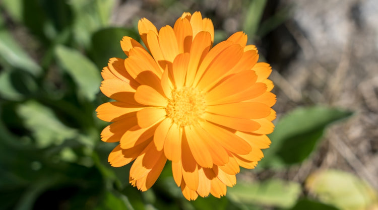 Calendula Flower Grown From Seed