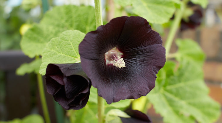 Hollyhock Flowers Growing From Seed