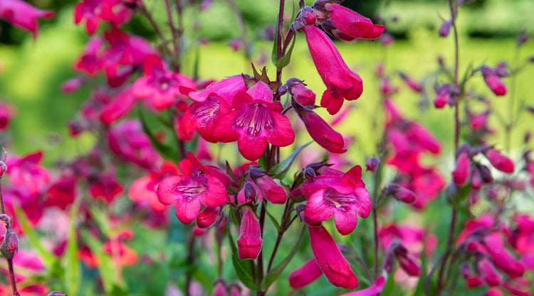 Pink Penstemon Flowers in Bloom Grown From Seed