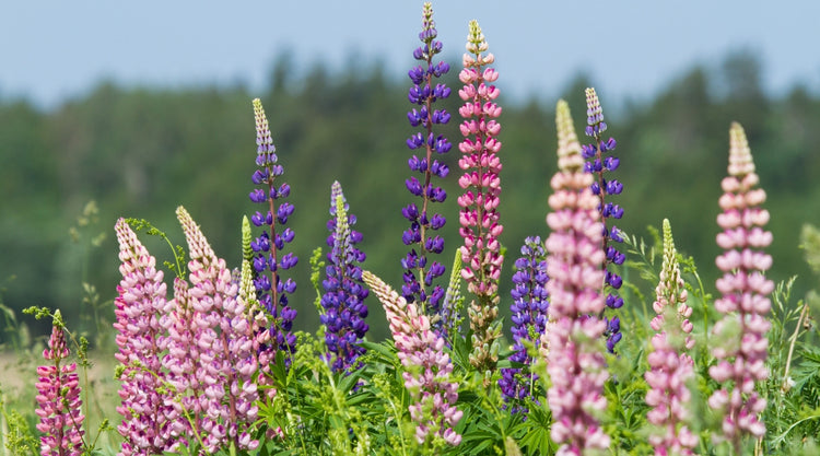 Lupine Seed Flowers Growing in Garden Space