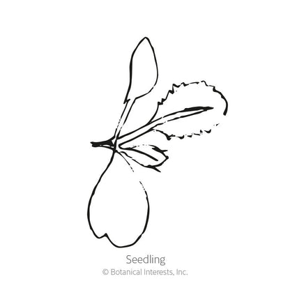 Georgia Southern Collards Seeds
