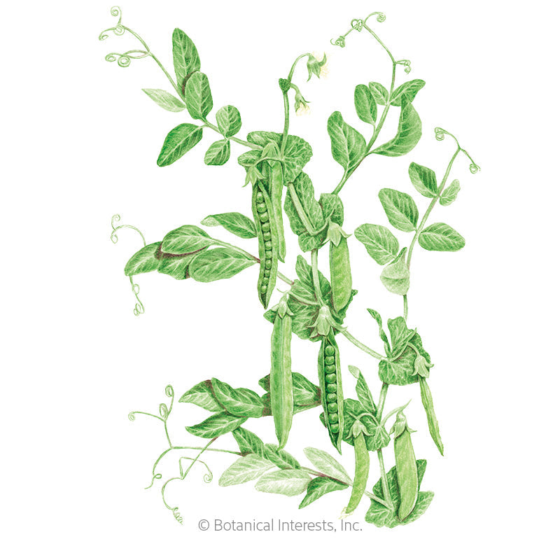 Green Arrow Shelling Pea Seeds – Botanical Interests