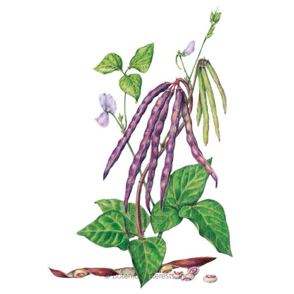Pinkeye Purple Hull Bush Cowpea Bean Seeds