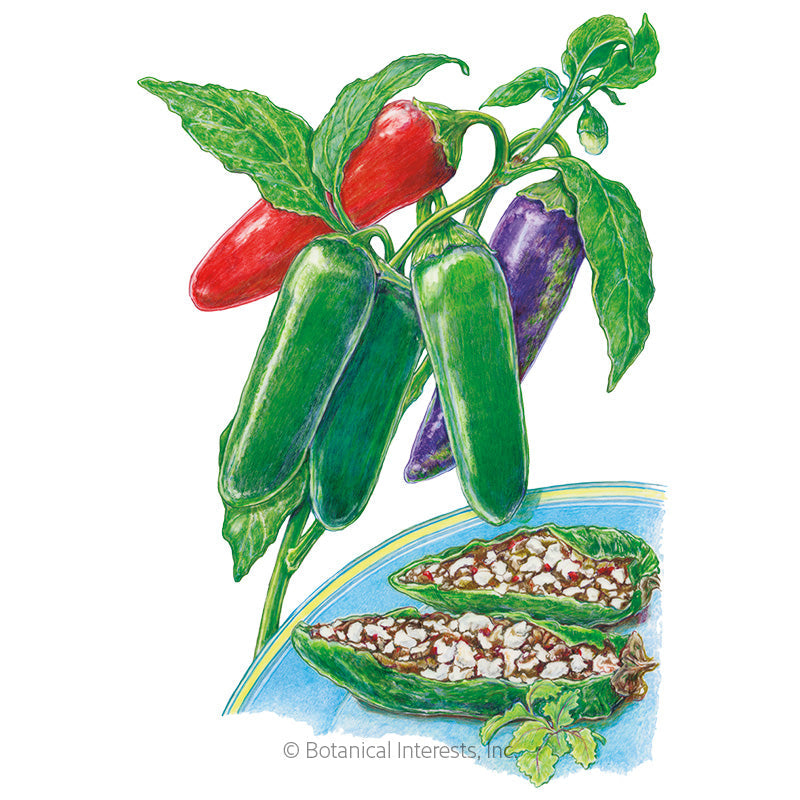 Jalafuego Jalapeño Chile Pepper Seeds