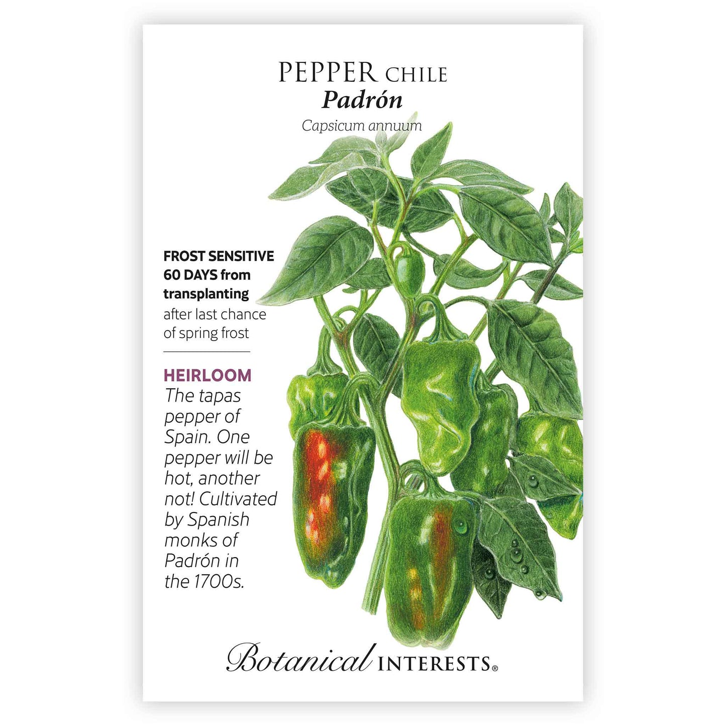 Padron Chile Pepper Seeds