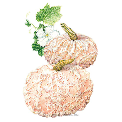 Galeux d'Eysines Pumpkin Seeds
