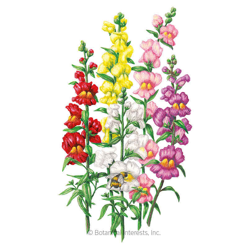 Tall Maximum Blend Snapdragon Seeds – Botanical Interests