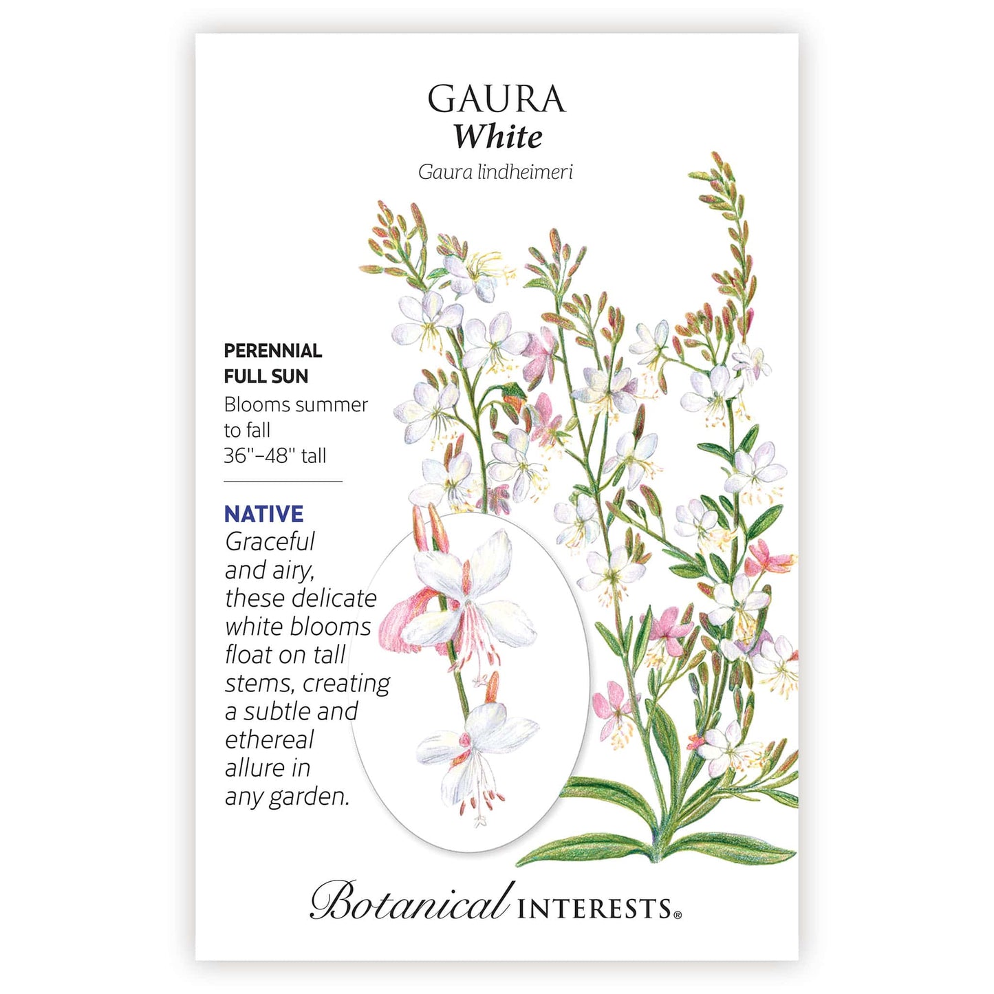 White Gaura Seeds