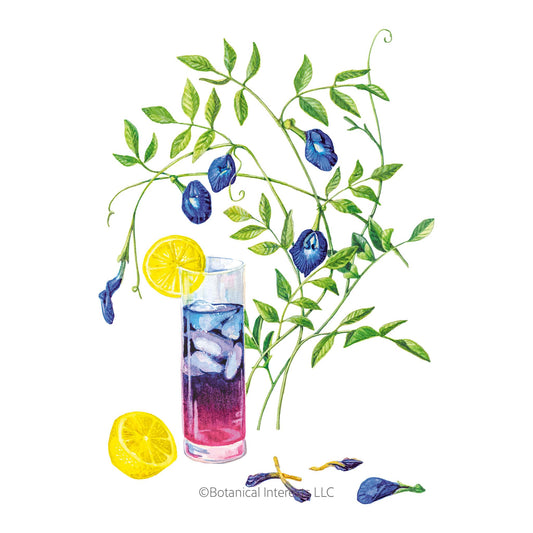Blue Tea Butterfly Pea Seeds