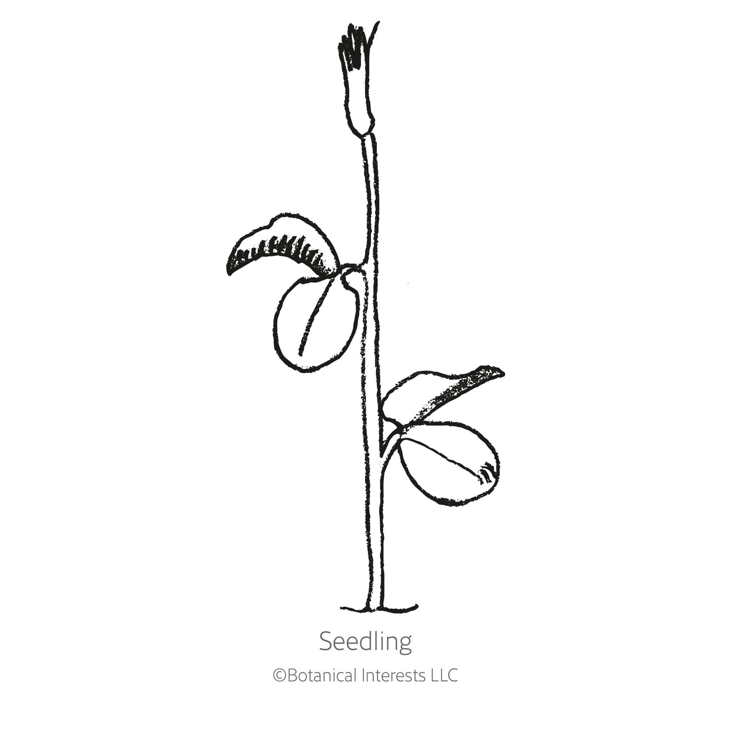 Mammoth Navy Blue Sweet Pea Seeds