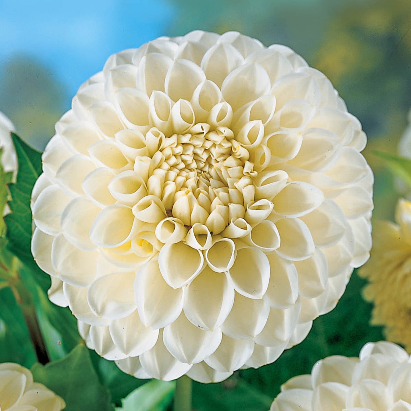 Boom Boom White Dahlias