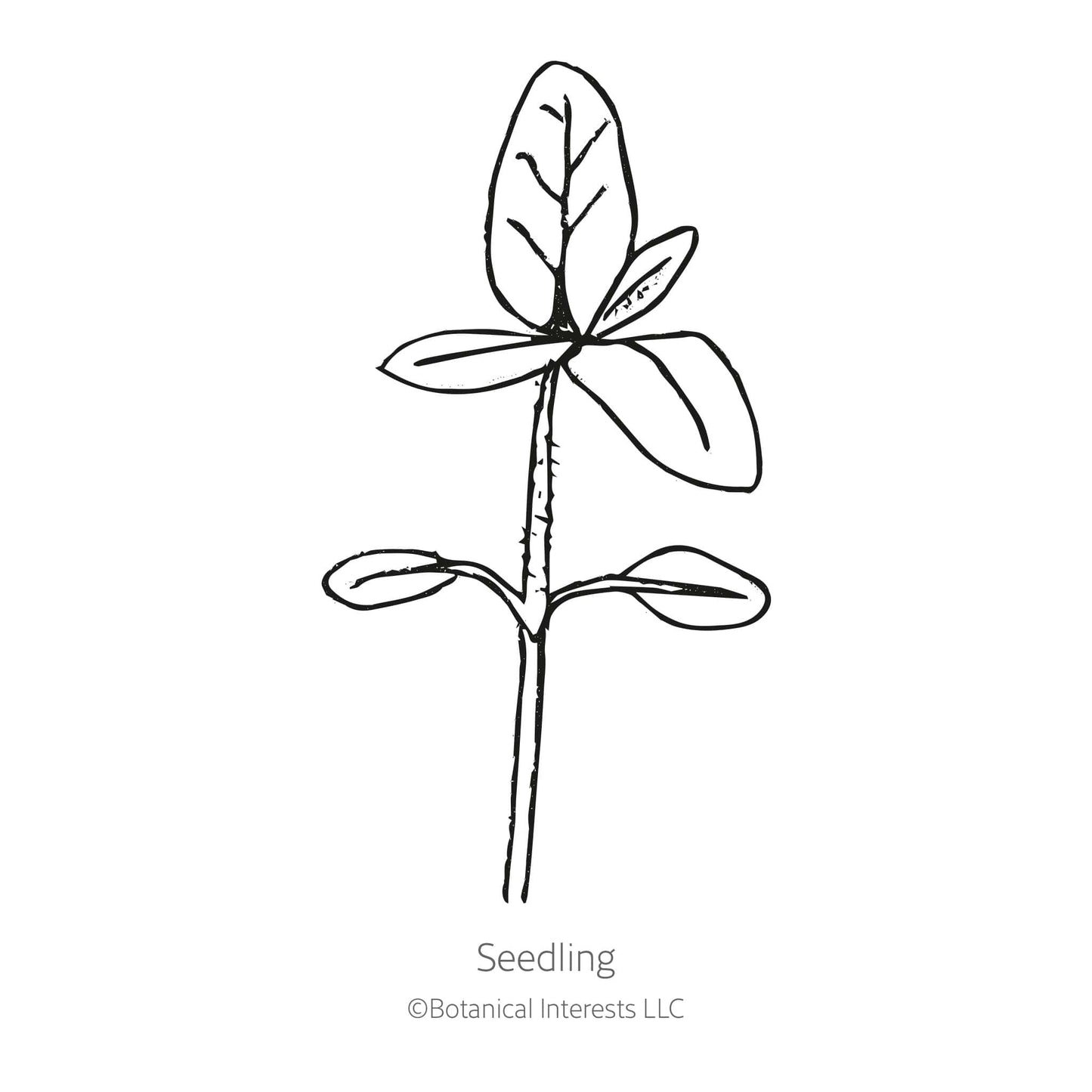 Vanilla Ice Sunflower Seeds
