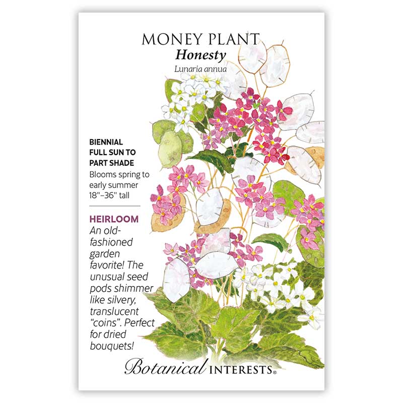 Honesty Money Plant Seeds