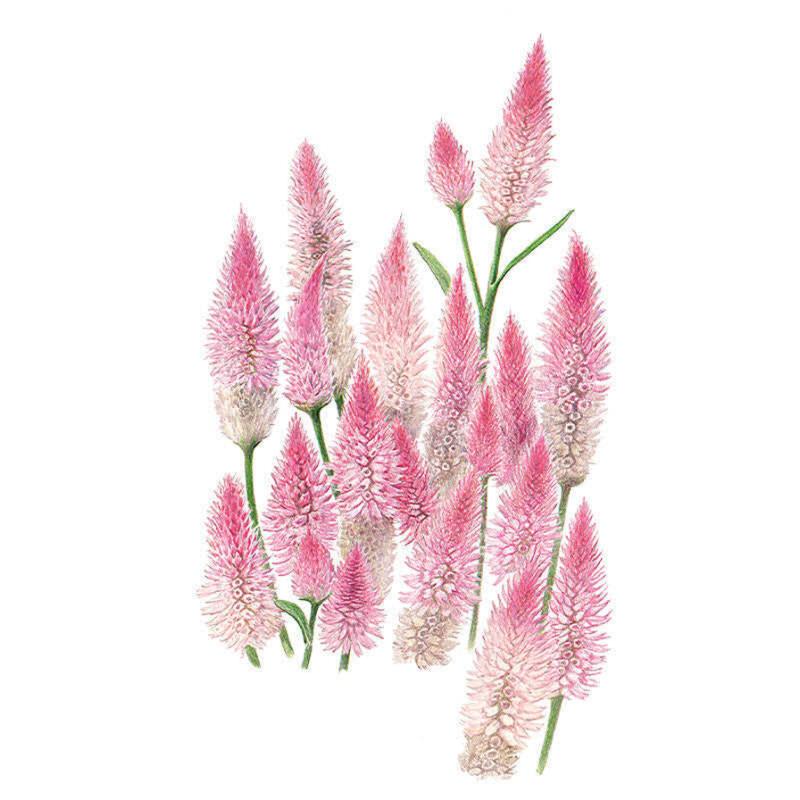 Flamingo Celosia Seeds – Botanical Interests