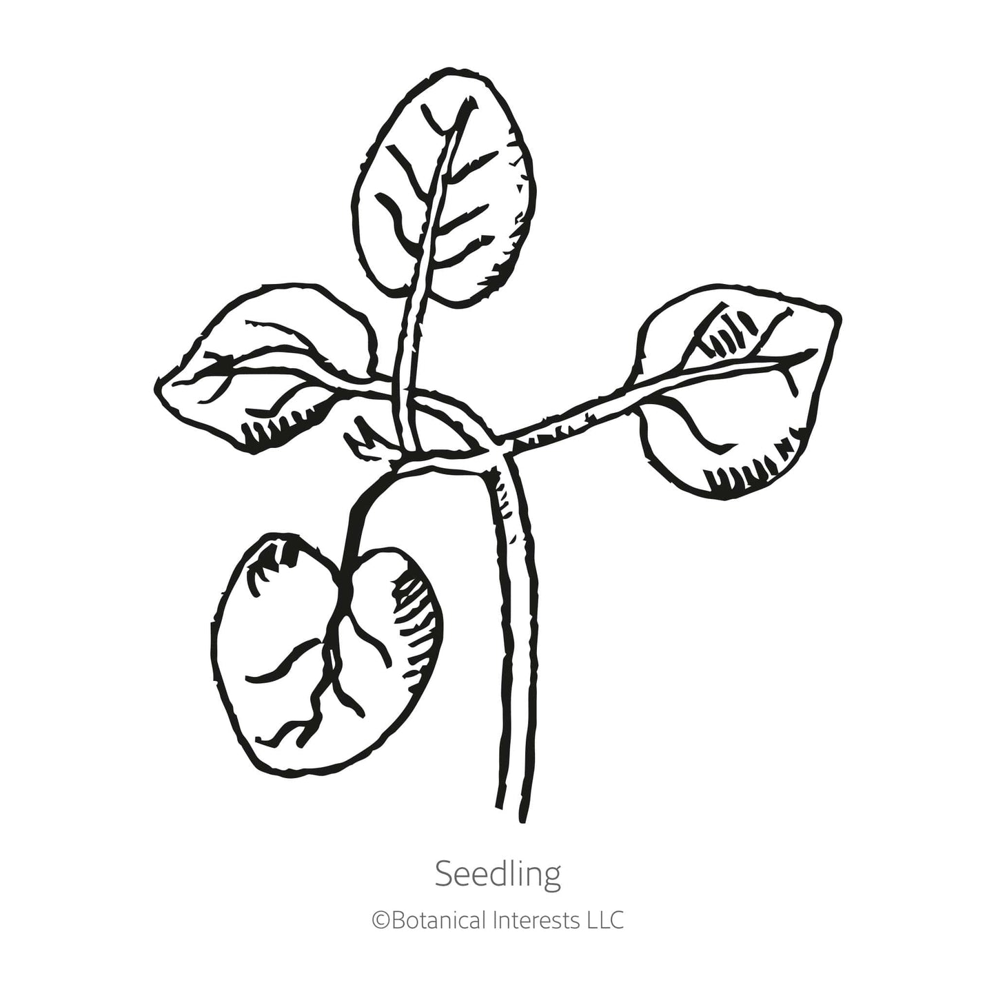 Night and Day Snapdragon Seeds